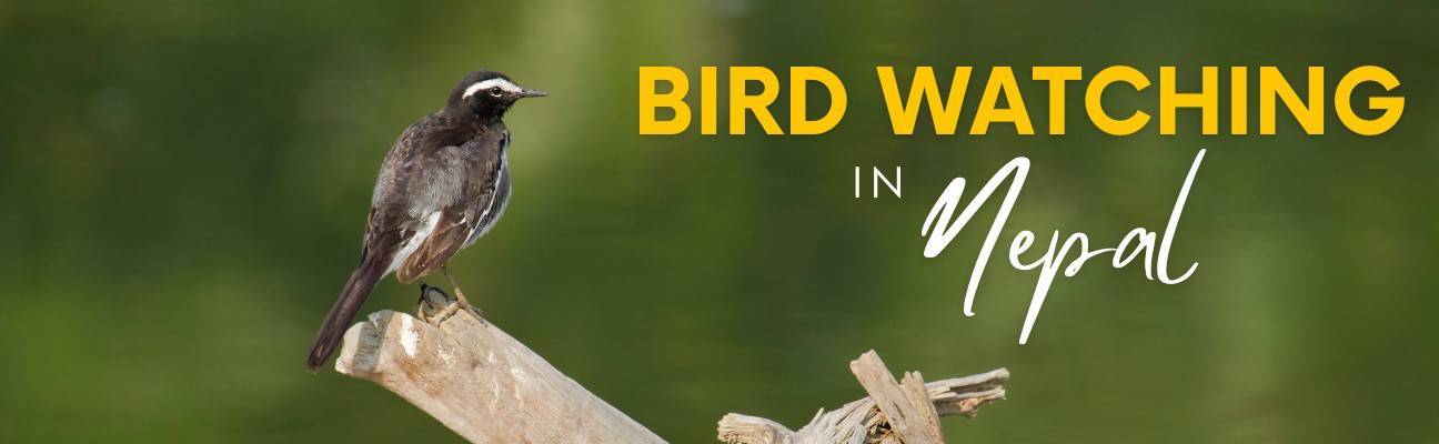 Top 5 Popular Destinations for Bird Watching in Nepal